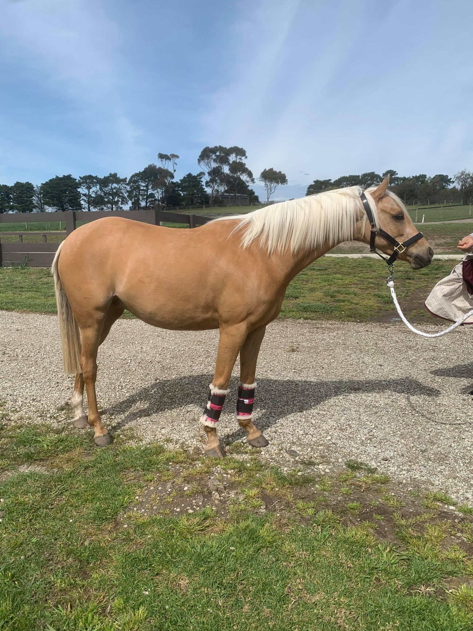 Chippenham Bondi Blonde