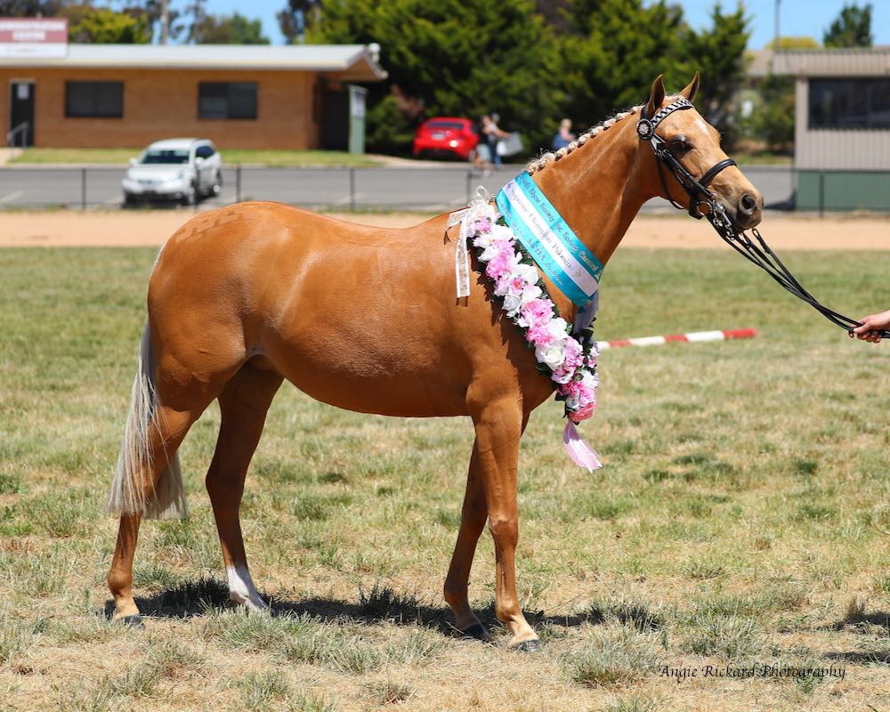 Chippenham Bondi Blonde